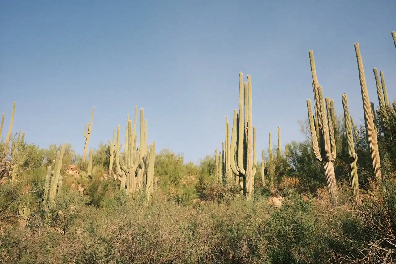 The beautiful but harsh Arizona desert landscape surrounding Phoenix tennis courts