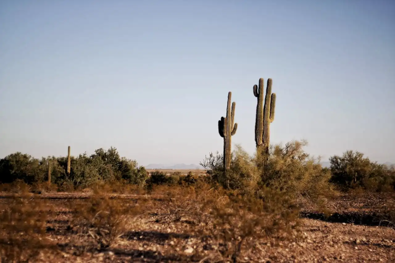 Two saguaro cactuses in the scorching Arizona desert heat